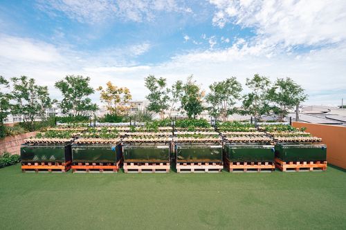 ビルの屋上にあるAGRIKO FARMは、世界でも珍しい屋外型のアクアポニックス農園。気候の影響を受けるため手はかかるが、生命力の強さが期待できるという。 AGRIKO提供<br>