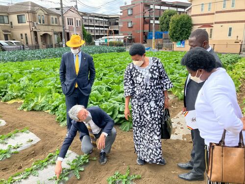 Ugandan Ambassador to Japan Tophace Kaahwa (center) visiting a mini-tomato farm in Shizuoka Prefecture that has successfully used Skeepon. &nbsp; &nbsp; Source: Ac-Planta