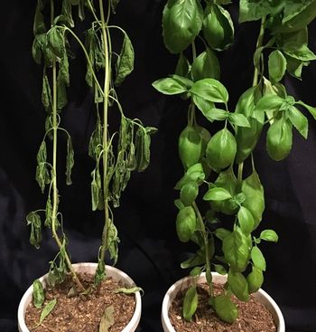 Two basil plants after going unwatered for 40 days. The plant on the right was given Skeepon. Source: Ac-Planta