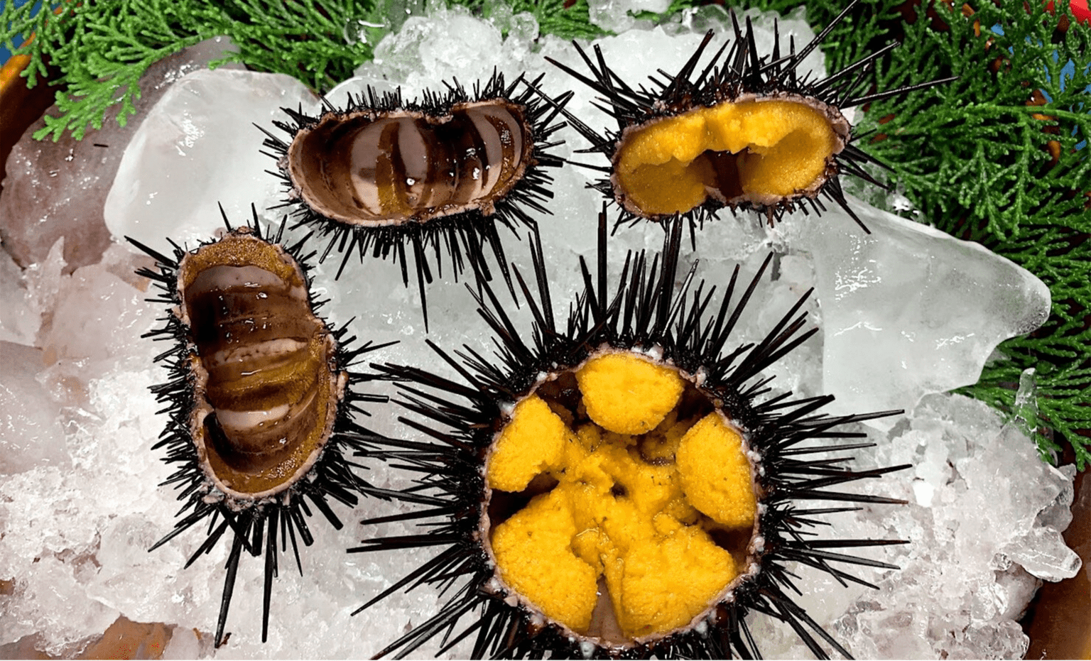 “Zombie” sea urchins to luxury food