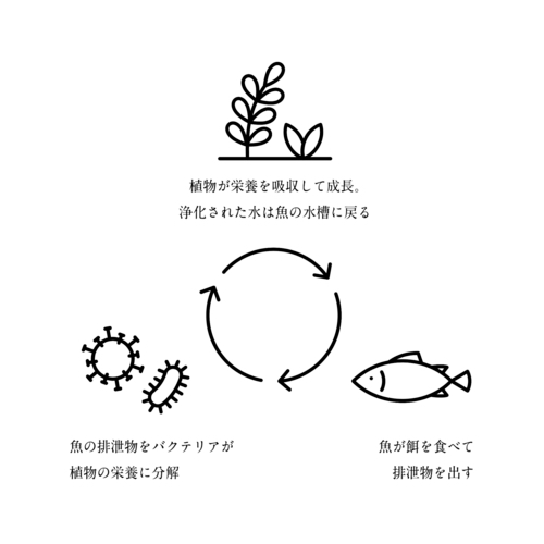 アクアポニックスの循環イメージ。植物と魚が互いに支え合って生まれる環境は「小さな地球」にもたとえられる。　AGRIKO提供